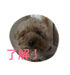 トイプードルのふくちゃんです！（個別スタンプ：3）