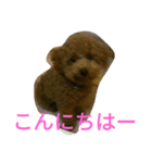 トイプードルのふくちゃんです！（個別スタンプ：5）