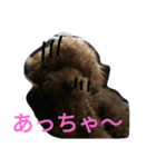 トイプードルのふくちゃんです！（個別スタンプ：7）