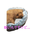 トイプードルのふくちゃんです！（個別スタンプ：8）