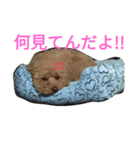 トイプードルのふくちゃんです！（個別スタンプ：9）