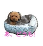 トイプードルのふくちゃんです！（個別スタンプ：10）