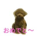トイプードルのふくちゃんです！（個別スタンプ：12）