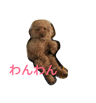トイプードルのふくちゃんです！（個別スタンプ：13）
