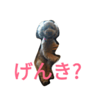 トイプードルのふくちゃんです！（個別スタンプ：19）