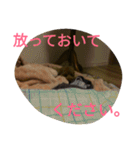 トイプードルのふくちゃんです！（個別スタンプ：20）