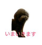 トイプードルのふくちゃんです！（個別スタンプ：22）
