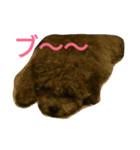 トイプードルのふくちゃんです！（個別スタンプ：24）