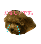 トイプードルのふくちゃんです！（個別スタンプ：26）