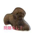 トイプードルのふくちゃんです！（個別スタンプ：27）