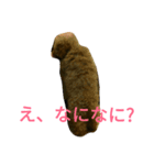 トイプードルのふくちゃんです！（個別スタンプ：28）