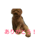 トイプードルのふくちゃんです！（個別スタンプ：29）