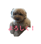 トイプードルのふくちゃんです！（個別スタンプ：30）
