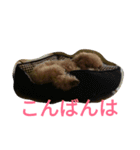 トイプードルのふくちゃんです！（個別スタンプ：31）