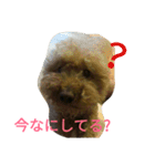 トイプードルのふくちゃんです！（個別スタンプ：32）