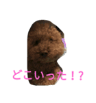 トイプードルのふくちゃんです！（個別スタンプ：33）