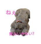 トイプードルのふくちゃんです！（個別スタンプ：36）