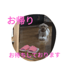 トイプードルのふくちゃんです！（個別スタンプ：37）