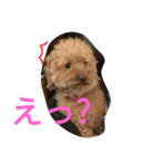 トイプードルのふくちゃんです！（個別スタンプ：38）