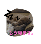 トイプードルのふくちゃんです！（個別スタンプ：39）