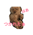 トイプードルのふくちゃんです！（個別スタンプ：40）
