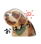 マハロ（個別スタンプ：6）