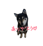 黒柴とも（個別スタンプ：6）