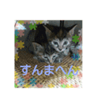 保護猫たん（個別スタンプ：6）