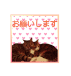 保護猫たん（個別スタンプ：7）