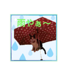 保護猫たん（個別スタンプ：12）