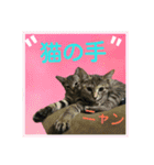 保護猫たん（個別スタンプ：15）