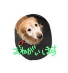 おおじとまる（個別スタンプ：16）