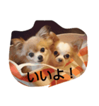 wanwanland（個別スタンプ：5）