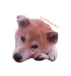 柴犬パコの日常（個別スタンプ：9）