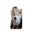 柴犬まめ（個別スタンプ：1）