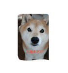 柴犬まめ（個別スタンプ：2）