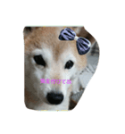 柴犬まめ（個別スタンプ：3）