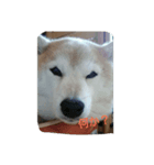 柴犬まめ（個別スタンプ：4）