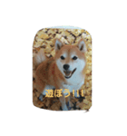 柴犬まめ（個別スタンプ：5）