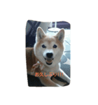 柴犬まめ（個別スタンプ：6）