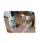 柴犬まめ（個別スタンプ：7）