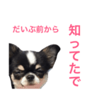 Rikyu＆Himi5（個別スタンプ：5）