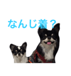 Rikyu＆Himi5（個別スタンプ：6）