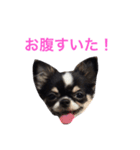 Rikyu＆Himi5（個別スタンプ：12）