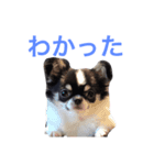 Rikyu＆Himi5（個別スタンプ：13）
