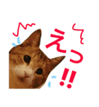 ベンガル＆友だちニャンこのスタンプ（個別スタンプ：5）