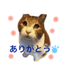 ベンガル＆友だちニャンこのスタンプ（個別スタンプ：9）