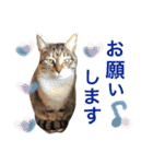 ベンガル＆友だちニャンこのスタンプ（個別スタンプ：10）