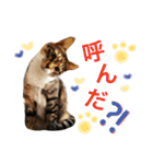ベンガル＆友だちニャンこのスタンプ（個別スタンプ：11）
