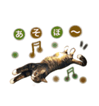 ベンガル＆友だちニャンこのスタンプ（個別スタンプ：12）